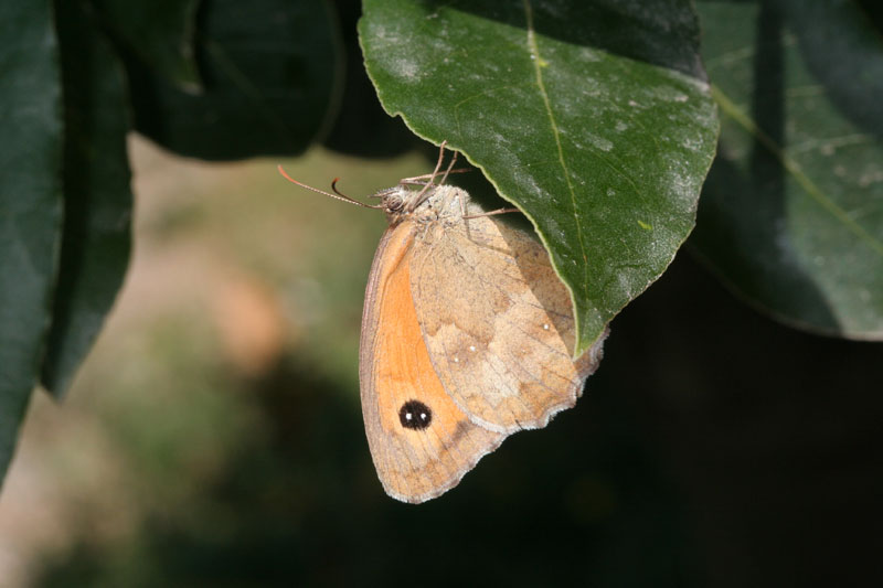 Pyronia tithonus